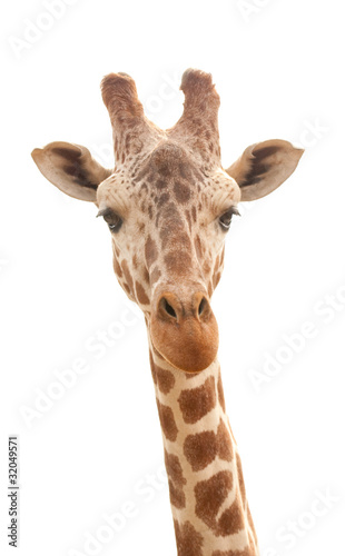 giraffe with long neck isolated on white background