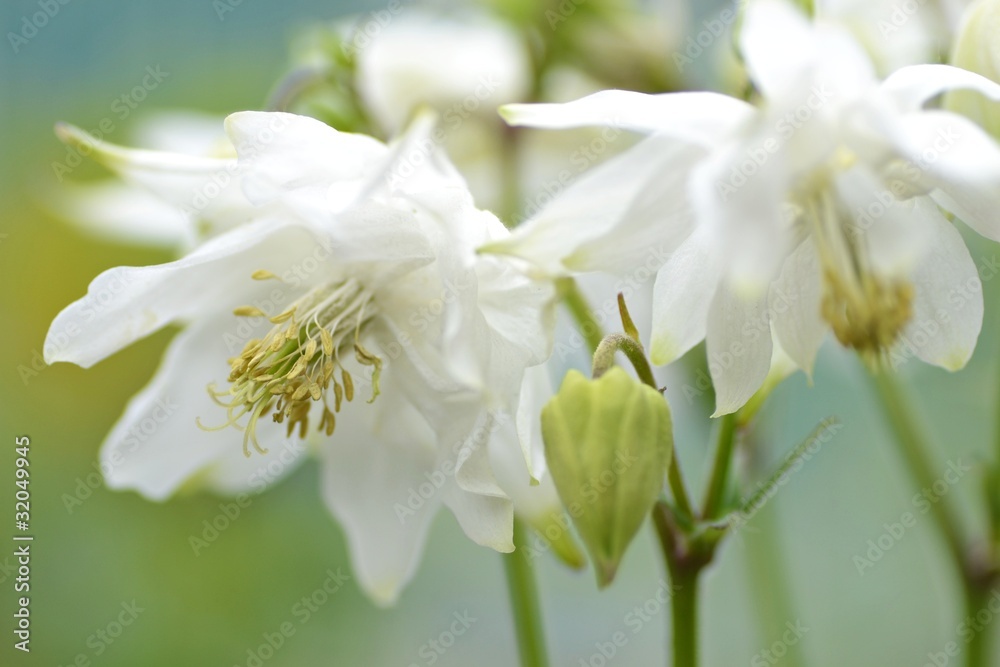 Fototapeta premium オダマキ グリーンアップルズ