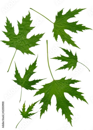 leaves of maple tree