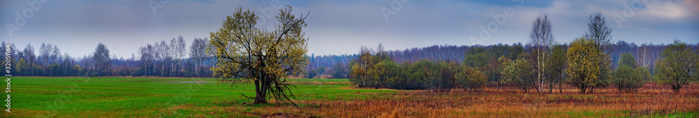 Spring Landscape with old willow