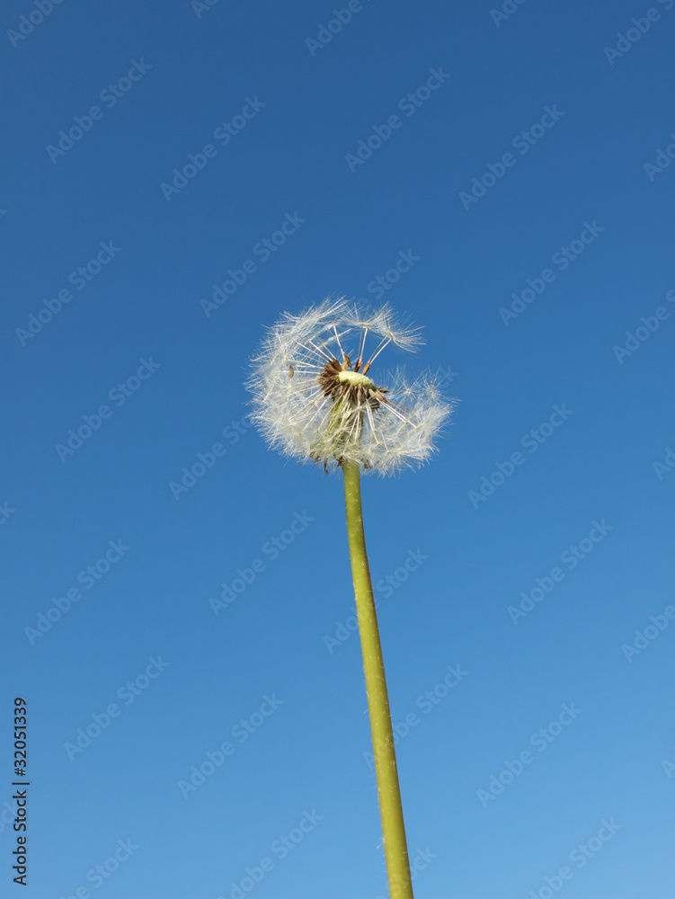 dry dandelion