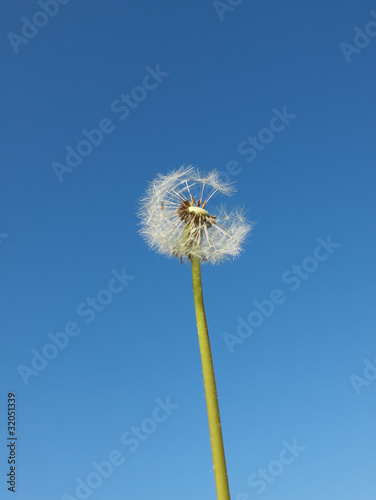 dry dandelion