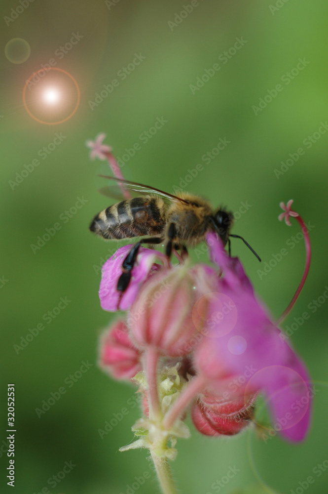 Bee