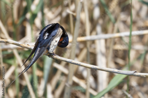 Hirundo rustica photo