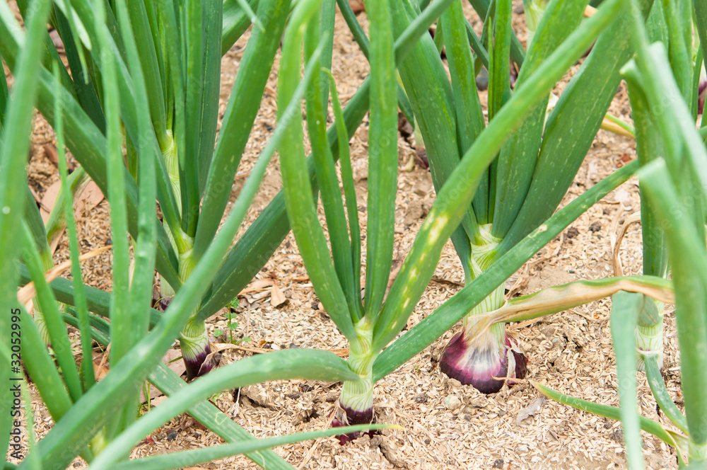 Obraz premium 成長した赤たまねぎ