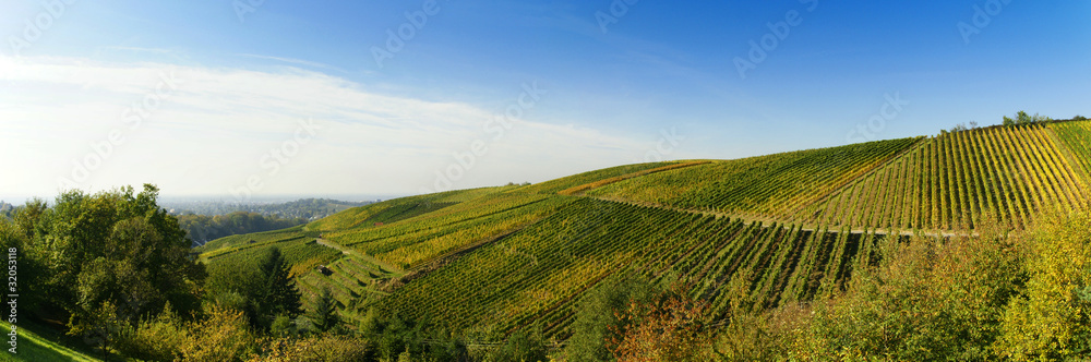 Weinanbau in der Ortenau