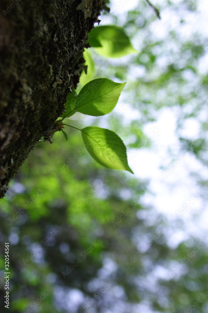 Obraz premium 新緑