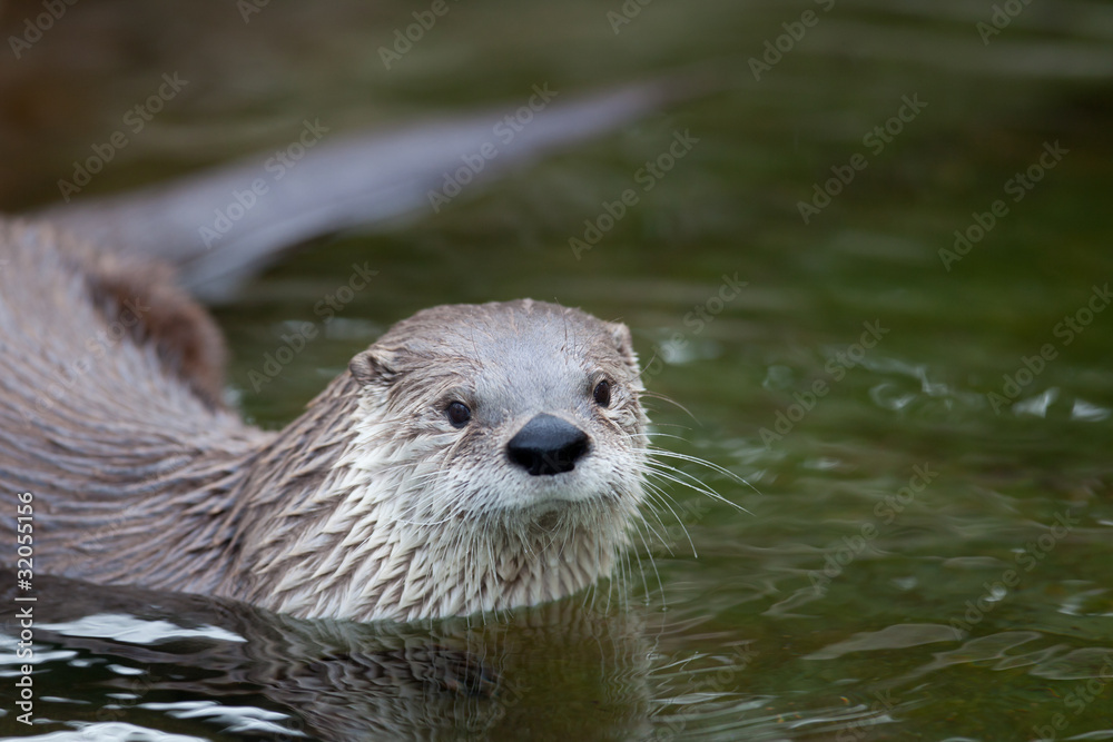 European Otter (Lutra lutra), also known as Eurasian otter, Eura European Otter (Lutra lutra), also known as Eurasian otter, Eura