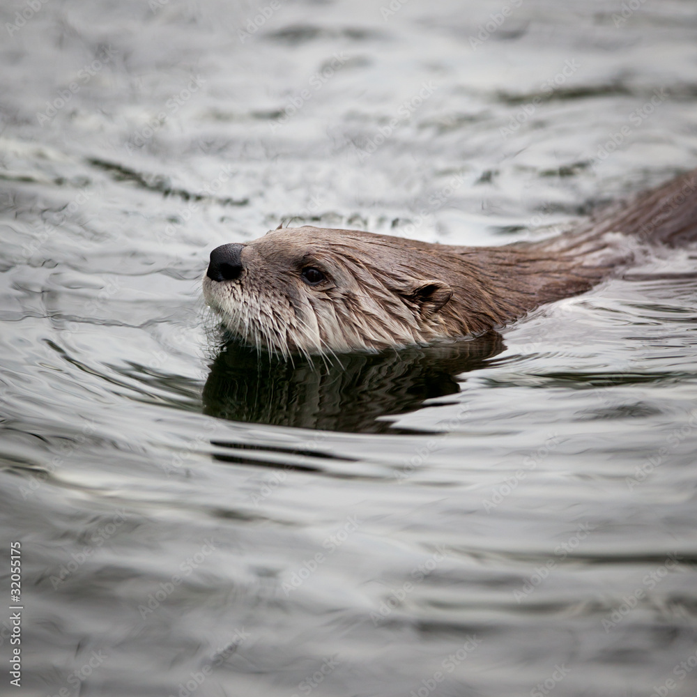 European Otter (Lutra lutra), also known as Eurasian otter, Eura European Otter (Lutra lutra), also known as Eurasian otter, Eura