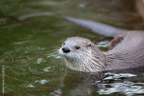 European Otter (Lutra lutra), also known as Eurasian otter, Eura