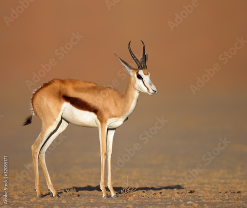 springbok on sandy desert plains