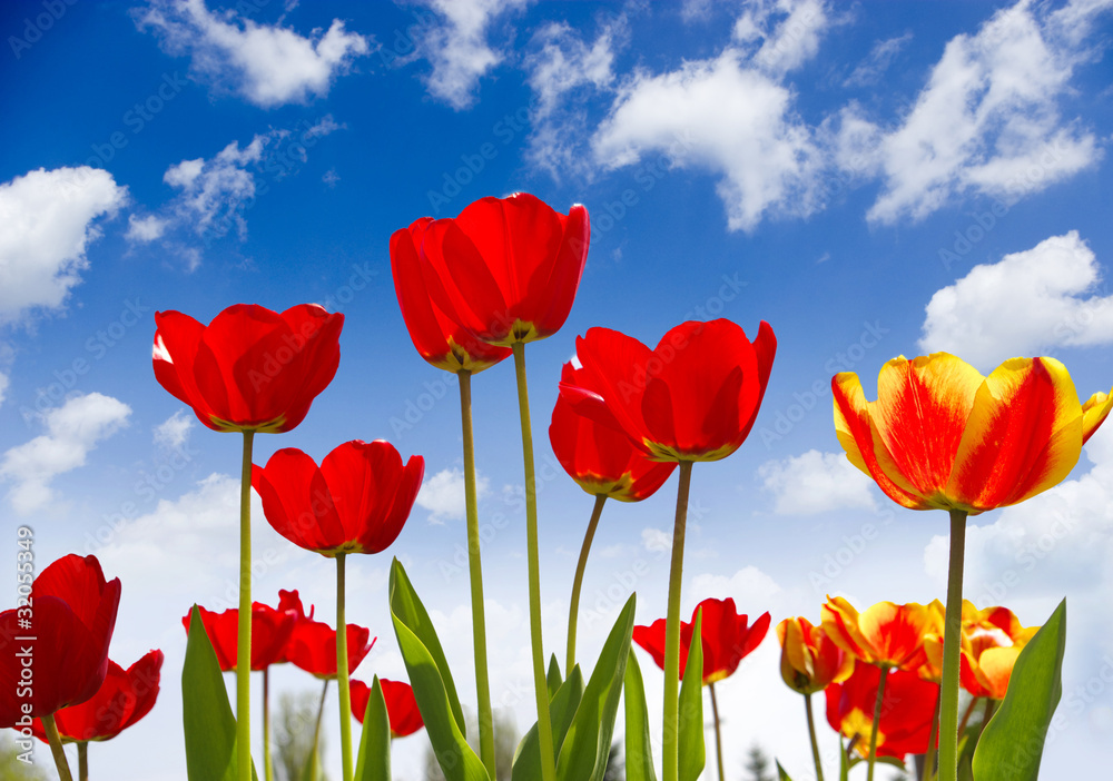 Beautiful spring flowers Beautiful spring flowers