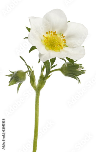 Flower of garden strawberry - Fragaria × ananassa
