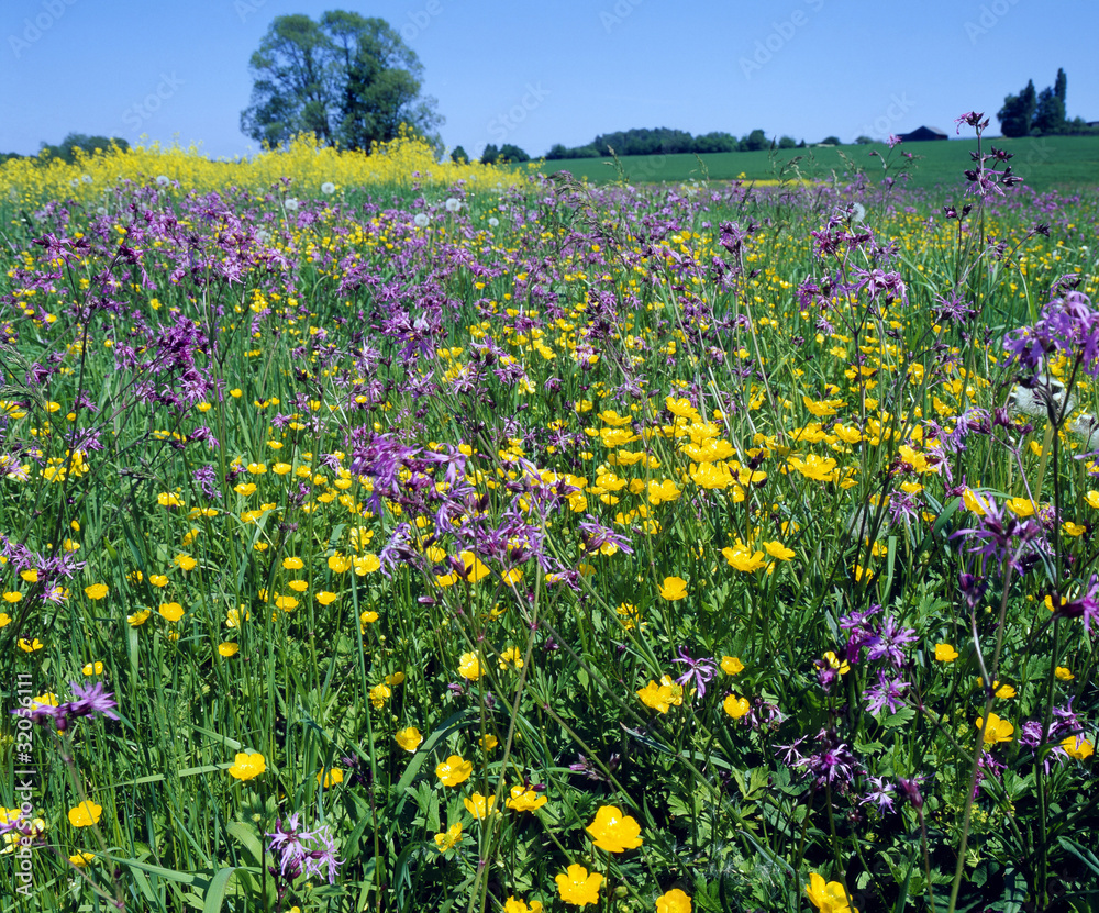 Fototapeta premium Blumenwiese_212293