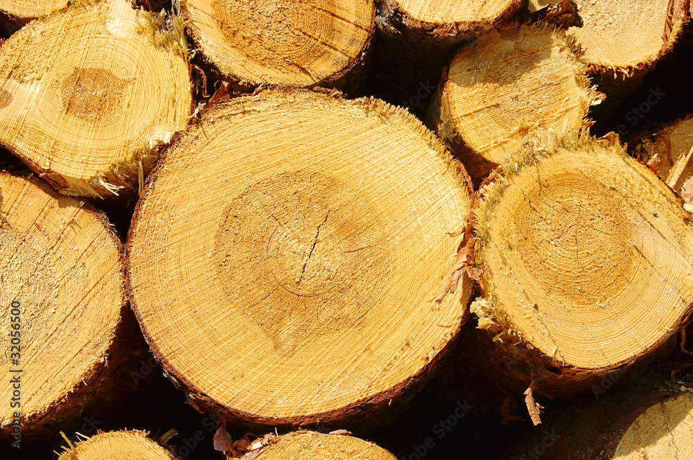 Naklejka premium Holzstapel - stack of wood 36