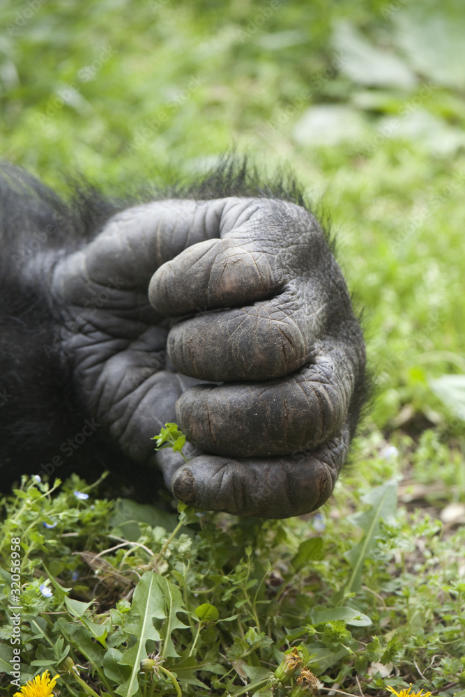 Fototapeta premium Gorilla Hand _MG_6076
