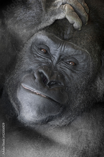 Gorilla _mg_6086