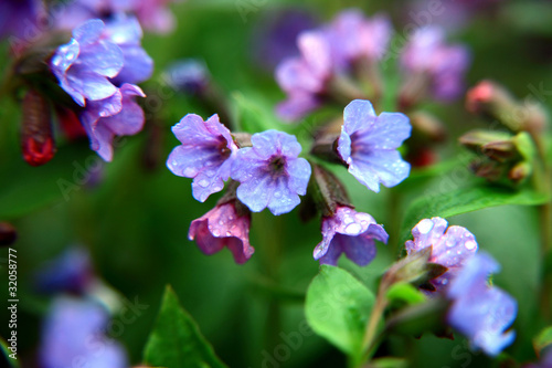 Wallpaper Mural Pulmonaria in drops of rain Torontodigital.ca