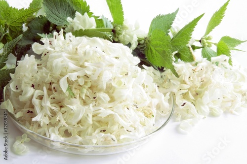 white,curative flowers of dead-nettle herb
