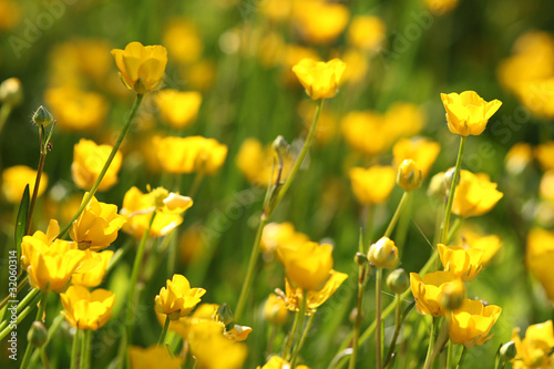 Blumenwiese