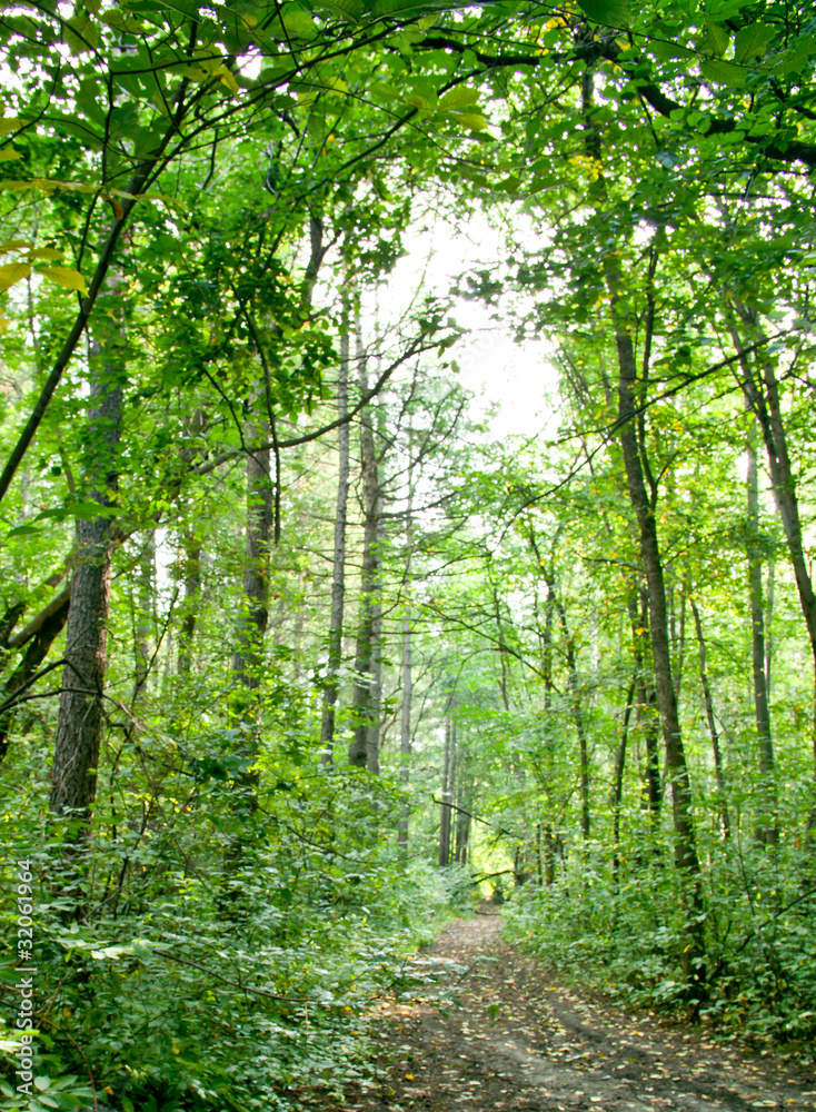 Forest landscape Forest landscape
