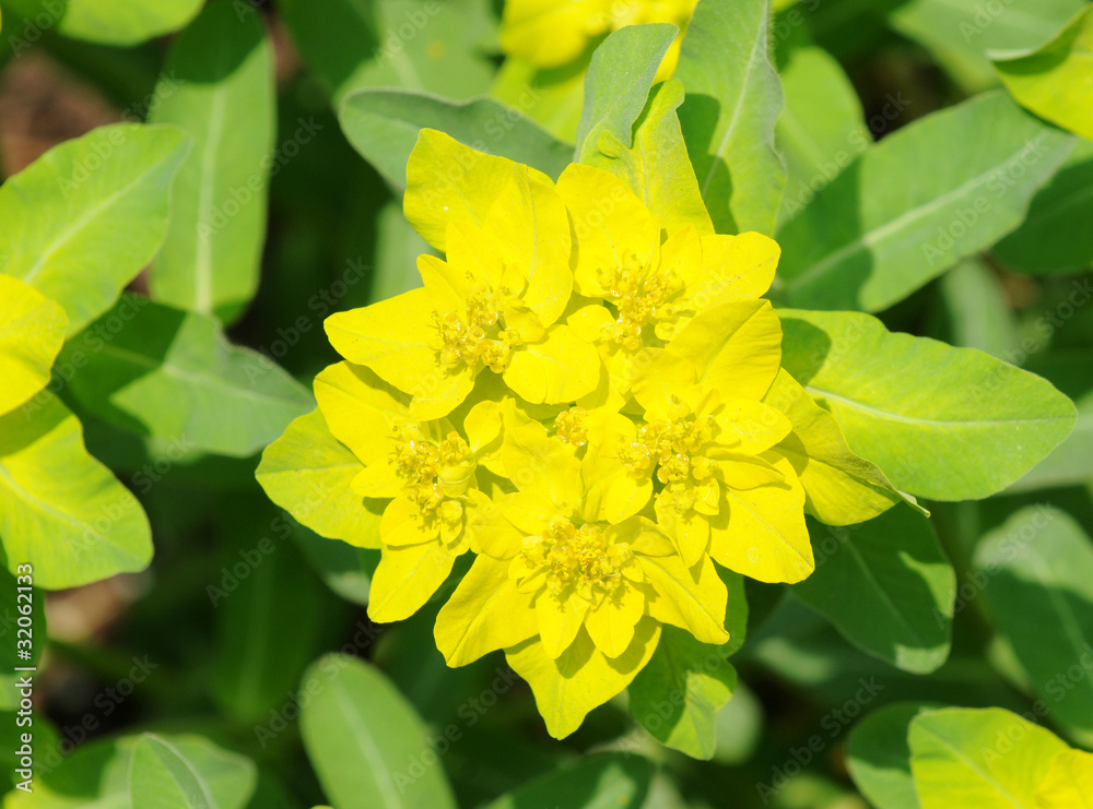 Euphorbia epithymoides, common name - Cushion spurge