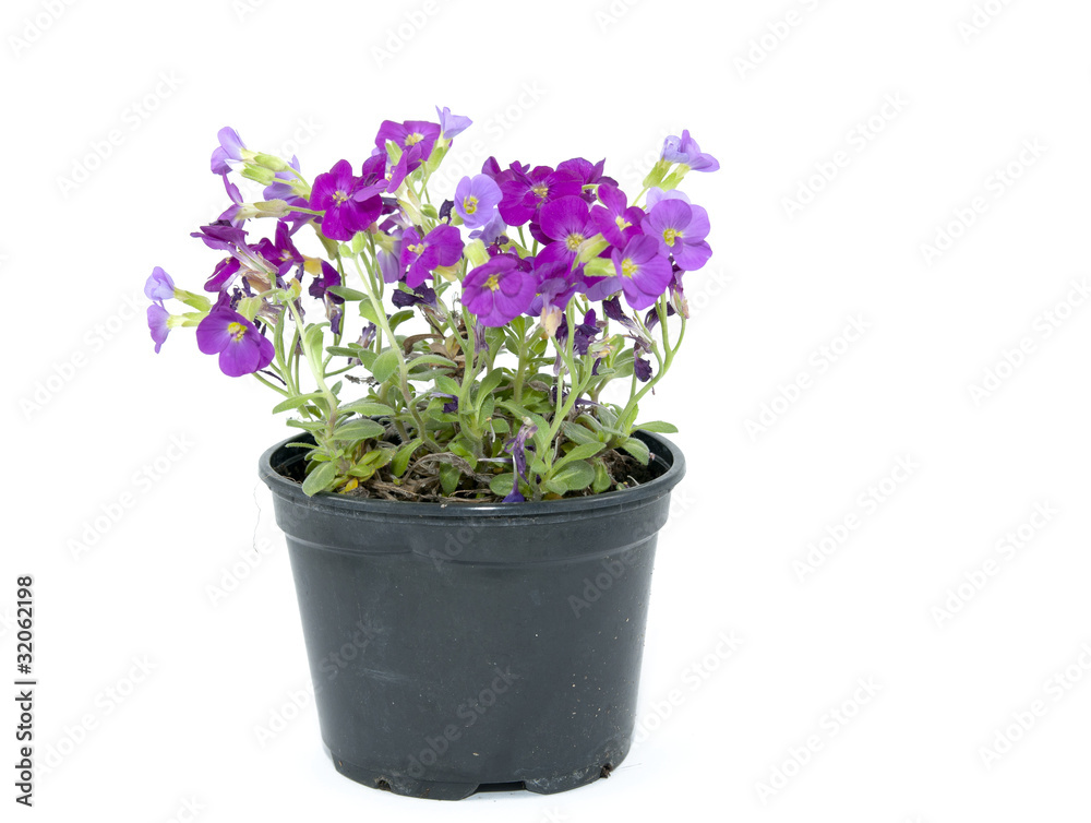 Naklejka premium Flowers