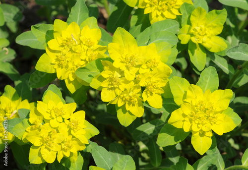 Quadro su tela Euphorbia epithymoides, common name - Cushion spurge