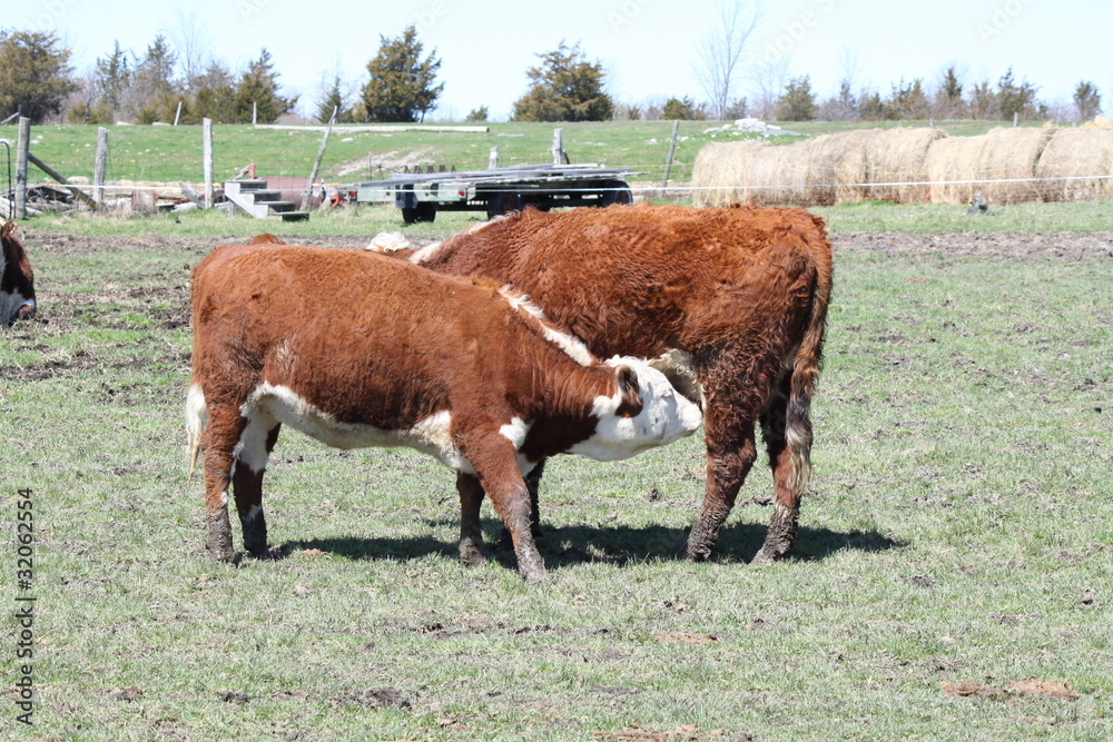 Fototapeta premium Hereford Cow & Heifer