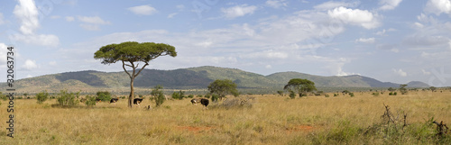 Kenyan savannah photo