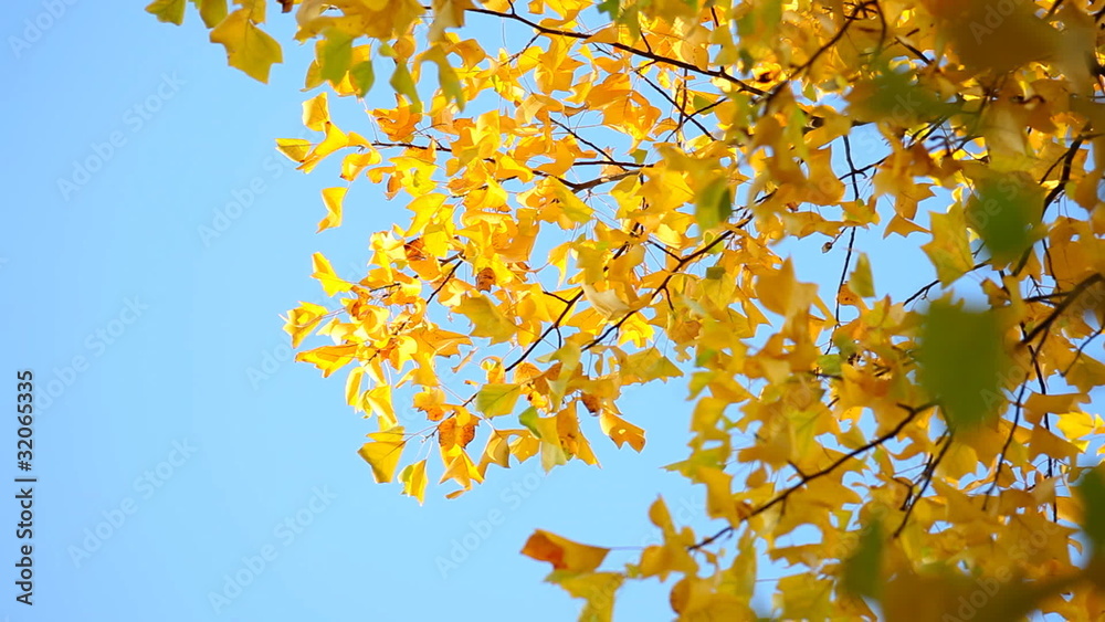 Yellow Tulip tree in fall Yellow Tulip tree in fall