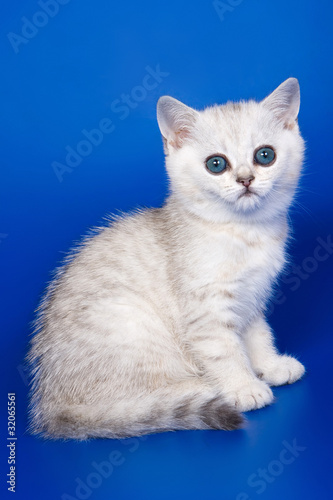 British kitten on blue background