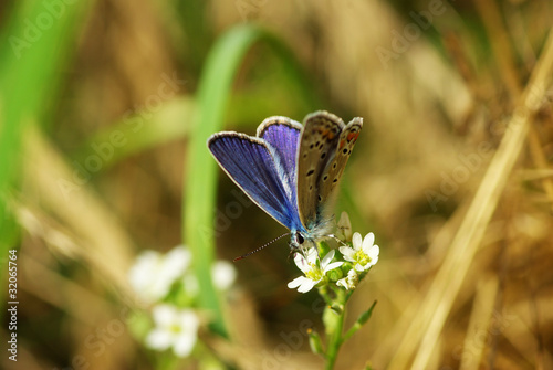 butterfly