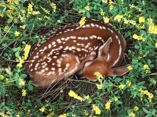 Deer sleeping