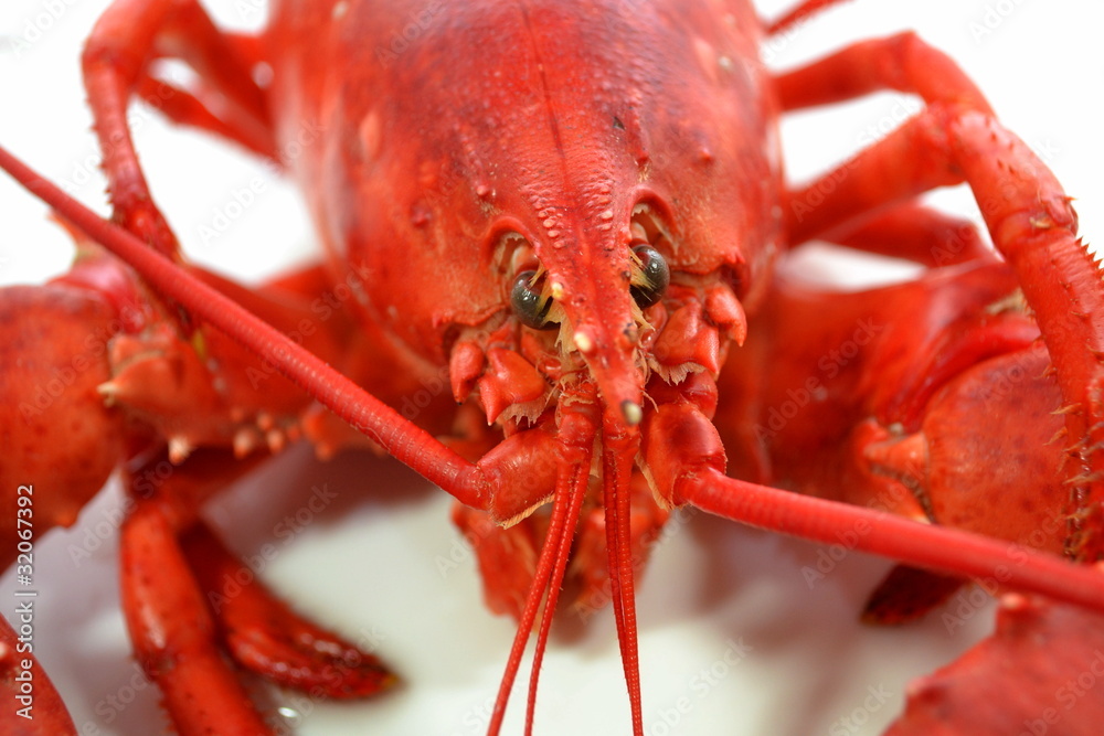 Lobster Face Stock Photo Adobe Stock