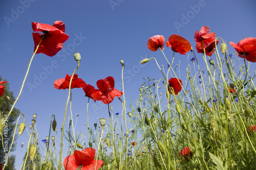 poppy red