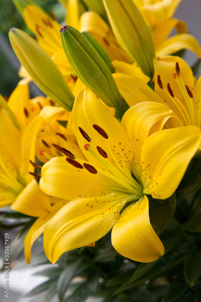 lilies lilies