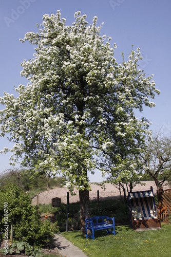 Garten mit blühendem Birnbaum