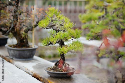 Row of bonsai trees at a japanese garden