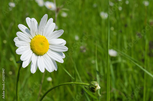 Fototapeta Naklejka Na Ścianę i Meble -  la marguerite
