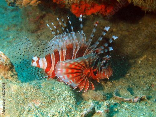 Underwater inhabitants of the South-Chinese sea, scorpionfish © vodolaz
