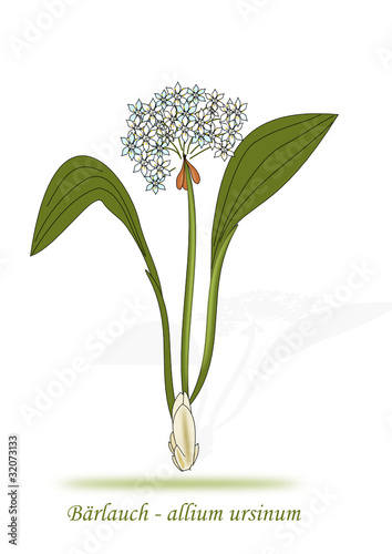 Bärlauch Illustration