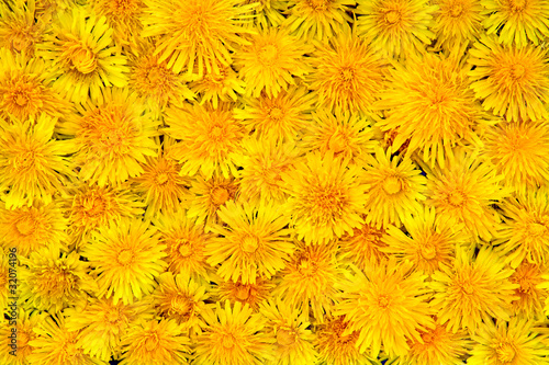 Fototapeta Plenty of yellow spring flowers - dandelions