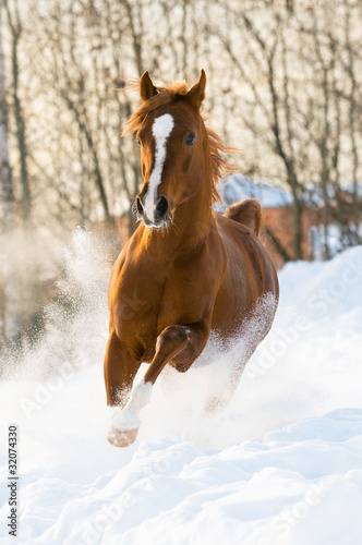 red arabian stallion runs gallop in the snow © Viktoria Makarova