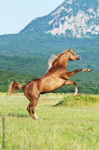 arabian horse rearing on the meadow