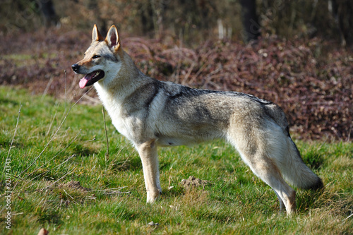 Czechoslovak wolfhound dog © Julia Remezova