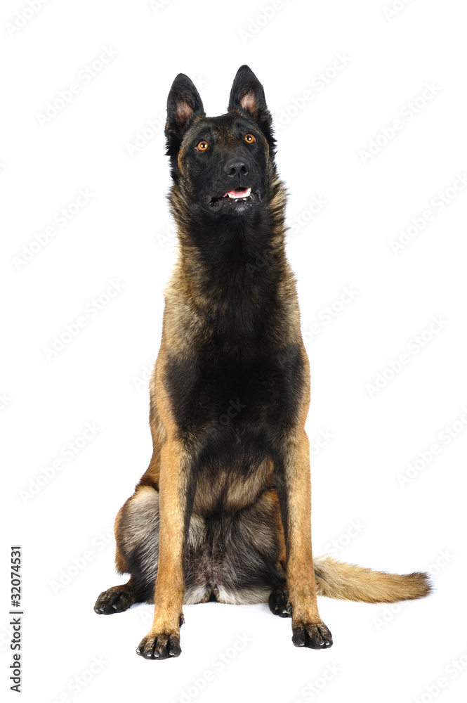 Belgian sheepdog in studio Belgian sheepdog in studio