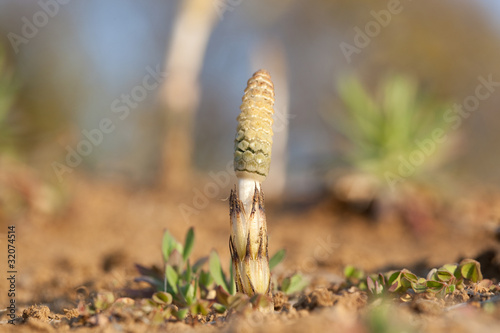 flower[horsetail]_11