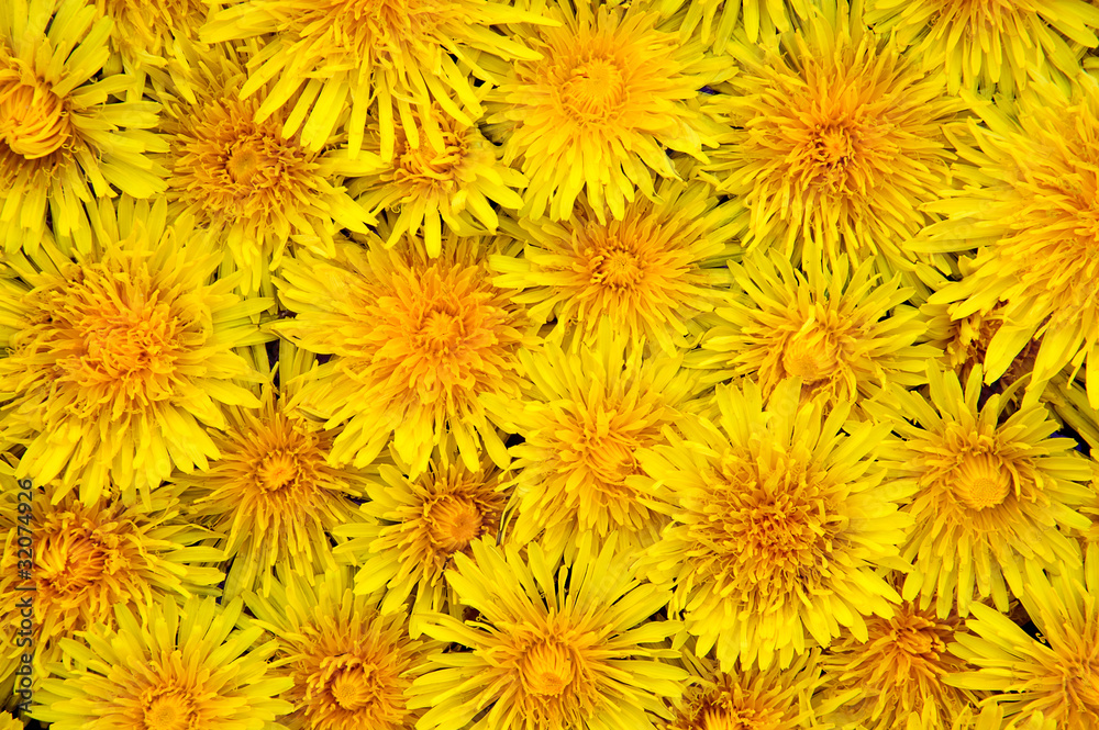 Yellow spring flower dandelion Yellow spring flower dandelion