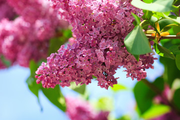 Papier peint photo Lilas Rameau de lilas en fleur  © oksix